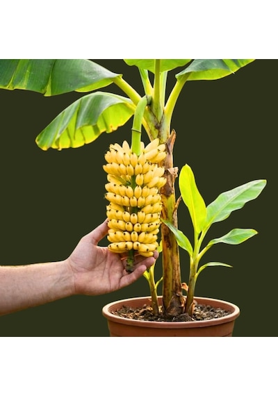 Truly Tiny Dünyanın En Küçük Muz Fidanı - Saksıda Meyve Veren Bodur Muz Ağacı 30-50 Cm