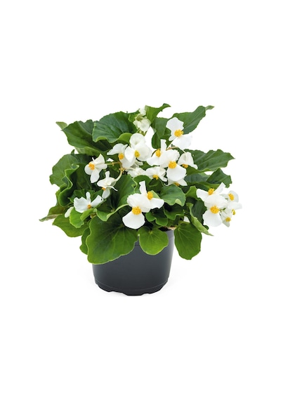 Begonya Begonia Beyaz Renk 30 Adet