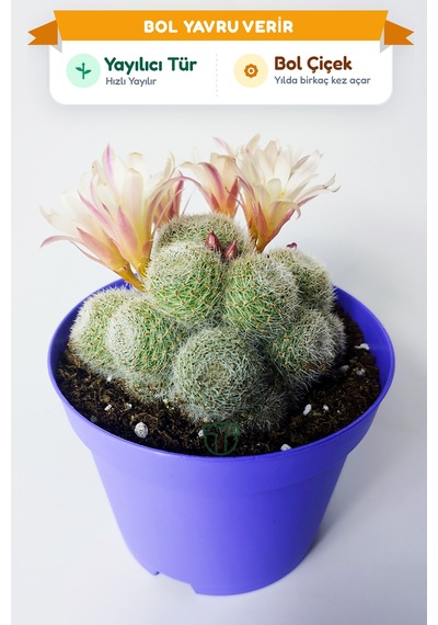 Rebutia Sunrise Bol Yavrulu Çiçek Açan Kaktüs 8.5 Cm Saksıda