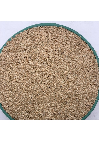 Vivid Kanarya Kuş Yemi Sade Aspur 10 KG