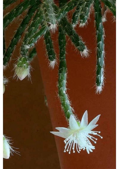 Rhipsalis Pilocarpa | Askılı Saksıda
