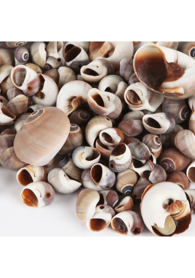 Tahtakale Toptancı Moonshell Brown Kiloluk Deniz Kabuğu 1 Kg