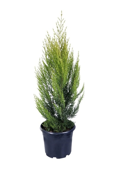 Serada Decor Plant Limon Çamı Limoni Servi 50 60 Cm Çit Ve Duvar Yapımına Uygun