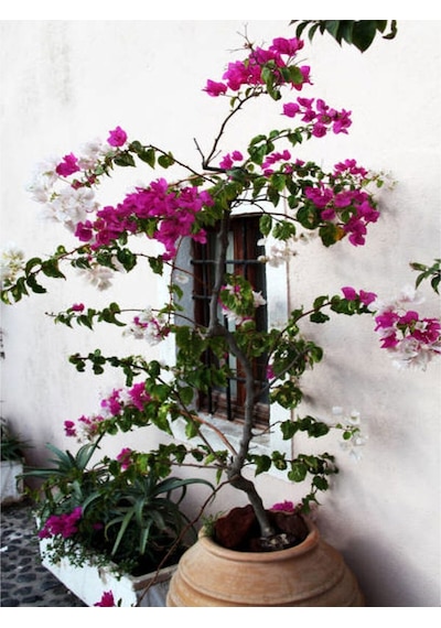 Çalı Begonvil Pembe Dolgun Ürün 20 60 Cm 1 Adet Saksılı Çiçekli Iç/ Dış Mekan Bougainvillea