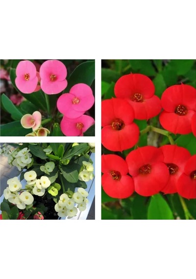 Videolu 3 Adet Sarı/kırmızı/pembe Dikenler Tacı Çiçeği 10-15 Cm Tüplü Çiçekli Bodur Euphorbia Milii