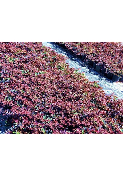 Loropetalum - Pembe Rüya Çiçeği 3 Adet
