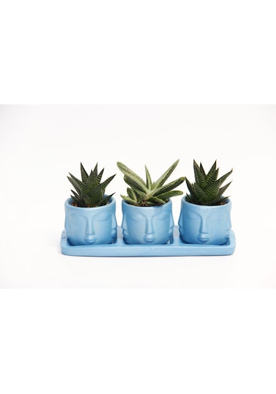 Trio Mavi Adler Sukulent Seti - Haworthia Limifolia. Gasteria