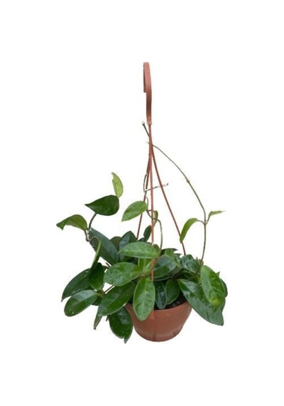 Mum Çiçeği Kokulu Hoya Carnosa N11.549