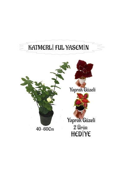 Mis Kokulu Katmerli Ful Yasemin 1 Adet Yaprak Güzeli Çiçeği Hediyeli