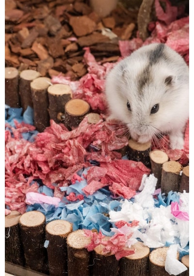 Hamster Asma Köprü, Fare Gerbiller Ve Diğer Küçük Hayvanlar Için Uzun Tırmanma Merdiveni