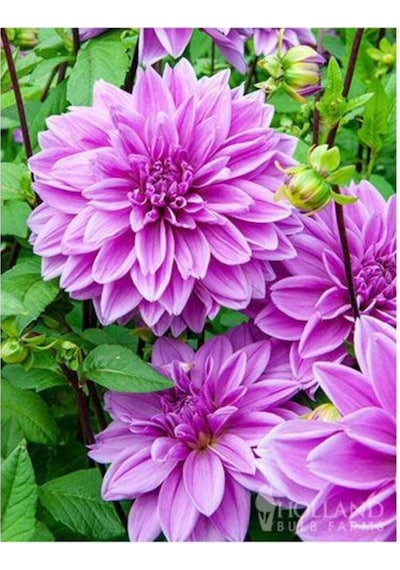Dev Yıldız Çiçeği Yıldız Soğanı Dahlia Lilac Time Soğanı 1 Adet  Boy 120 cm-844451101