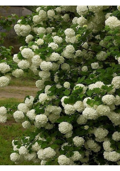 Viburnum Lucido Kartopu Çiçeği Fidanı 30-60 Cm