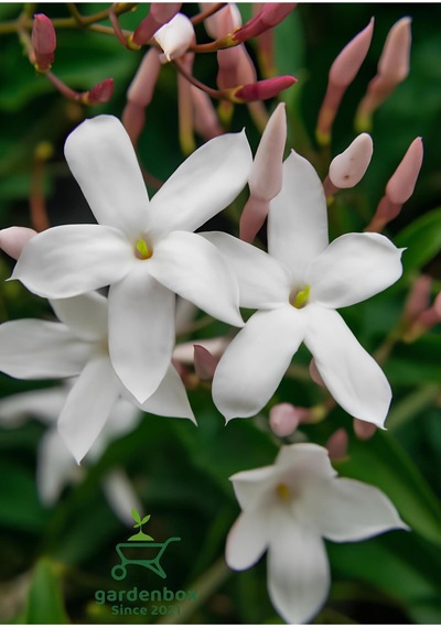 Kokulu Klasik Yasemin Çiçeği 1 Adet Saksılı 30-60cm Jasminum