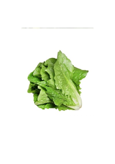 Diğer Çiçek & Bitki Yedikule Marul Tohumu 10 Gr