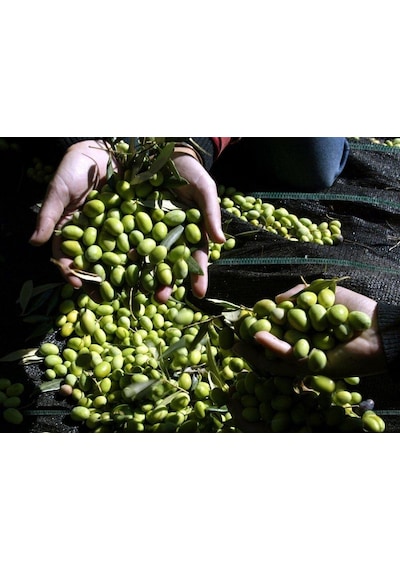 5x3 Metre Zeytin Sergeni Zeytin Toplama Örtüsü Fındık Fıstık Dut Toplama Filesi Hasat Taban Örtüsü