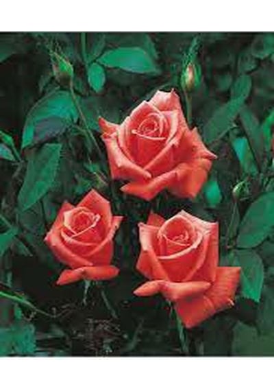 1 Adet Narçiçeği Yediveren Kokulu Gül Fidanı Saksılı 50-80cm Pomegranate Blossom Rose