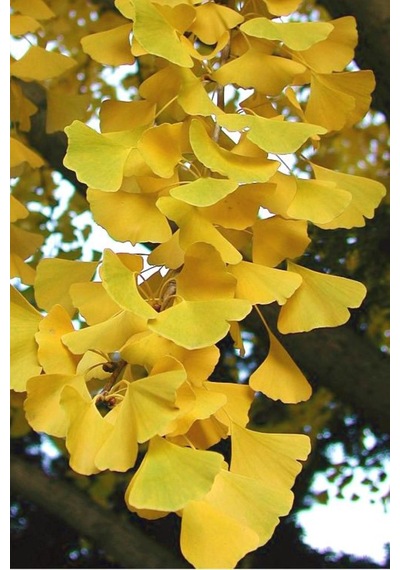 Mabet Ağacı Ginkgo Biloba Fidanı 20-30 Cm Boy