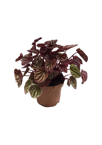 Peperomia Caperata 'Metallic Ripple' (Zümrüt Dalgası Çiçeği) Ø12 CM Y15-20 CM Peperomia Caperata 'Metallic Ripple' (Zümrüt Dalgası Çiçeği) Ø12 CM Y15-20 CM