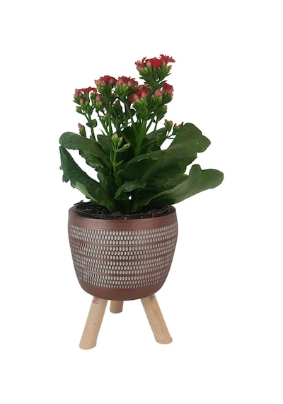 Kırmızı Kalanşo Kiremit Rengi Damla Saksıda Kalanchoe