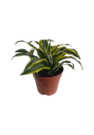 Dracaena Fragrans Lemon Lıme