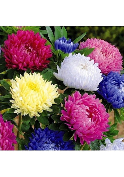 Aster Papatyası Ponpon Papatya Tohumu 10 12 Adet
