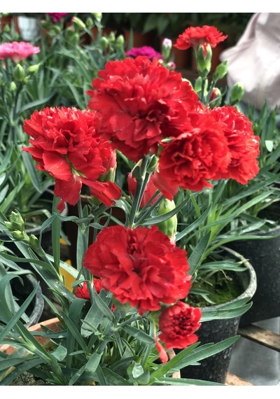 Kırmızı Karanfil Fidanı 1-2 Yaş Arası Dianthus Caryophyllus Canlı Kırmızı Çiçekli