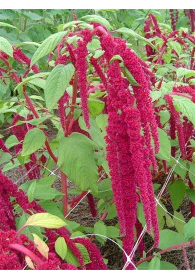 250+ Bordo Damlayan Çiçekli Amaranthus Bitkisi N113287