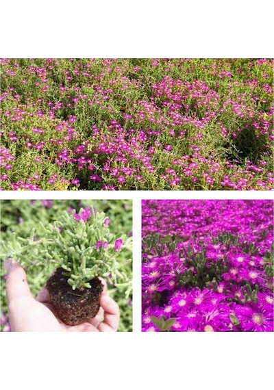 Videolu 1 Adet Pembe Acem Halısı Çiçeği 10-15 Cm Tüplü Çiçekli Bodur Drosanthemum Floribundum