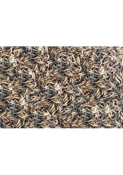 Morio Kurdu 100 Adet 2-3 CM Orta Boy Zophobas Morio