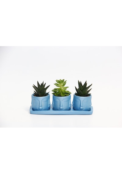 Trio Mavi Adler Sukulent Seti - Haworthia Limifolia. Echeveria
