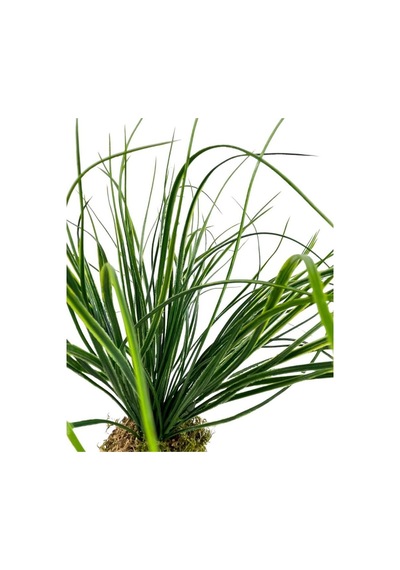 Yapay Çiçek Kütük Saksıda Saz Otu 35Cm Dekoratif Masa Çiçeği 40x