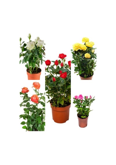 Videolu Minyatür Gül Fidanı 5 Adet Saksılı/ Tüplü 20-30cm Bahçe Bitkisi Rose