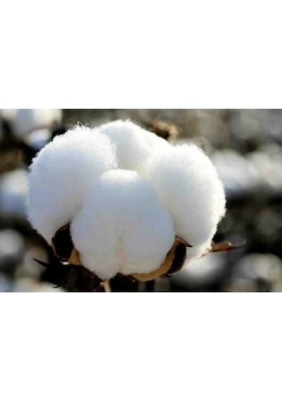 Karı Koca Yastığı 50x150+Yastık Kılıfı, Pamuklu, Double Size Uzun Maxi Boy Yastık (50x150)