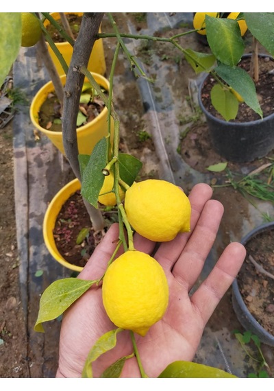 5 Yaş Aşılı Yediveren Mayer Limon Fidanı-üzeri Meyveli