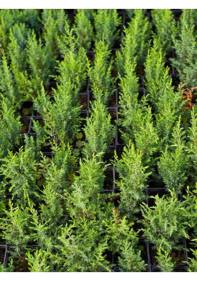 Videolu Leylandi Fidanı Kokulu 10 25 Cm 20 Adet Tüplü Dış Mekan Ağaç Cupressus Leylandii