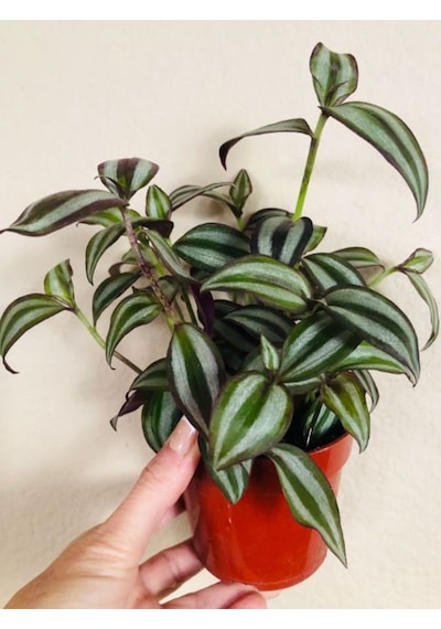 Çok Avantajlı Güzel Yapraklı Alacalı Telgraf Çiçeği 1 Adet Saksılı 20-40cm Salon Çiçeği