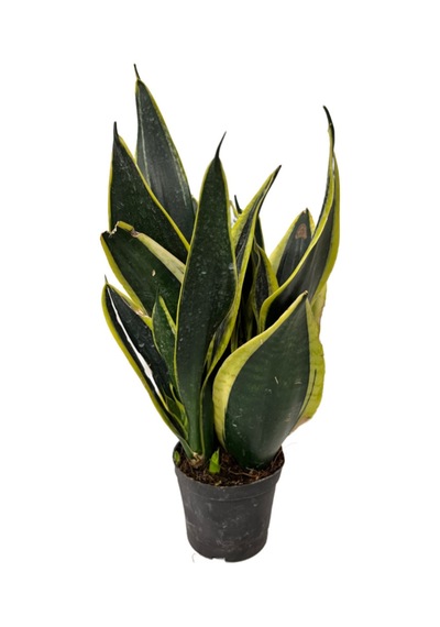 Sansevieria 'Black Gold' (Paşa Kılıcı) Ø12 CM Y25-30 CM