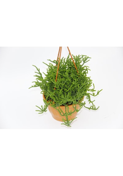 Crassula Muscosa Sukulent 5 Adet - Askılı Saksıda