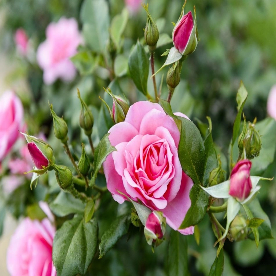 Pembe Yediveren Gül Fidanı Polyanna 1 Adet 10-20 Cm