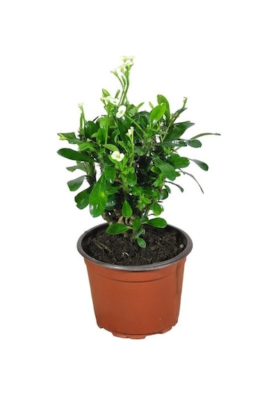 Efhorbia Dikenler Tacı Çiçeği Beyaz 10-20 Cm