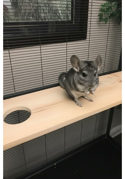 Kurutulmuş Çam Ahşap Chinchilla Platformu 90 15 28 9, Montaj Aparatlı