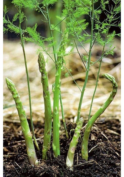 Kuşkonmaz Tohumu Mary Washington Geleneksel Asparagus Seeds