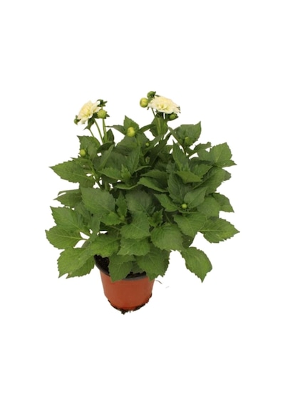 Dahlia - Yıldız Çiçeği - 25 40 Cm 1 Adet Saksılı Dış Mekan Bitkisi
