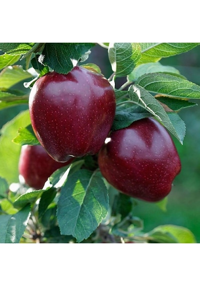 Tüplü Red Joremini Elma Fidanı