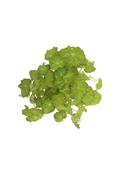 Begonia Rex 'Lima Love' (Begonya Çiçeği) Ø12 CM Y25-30 CM
