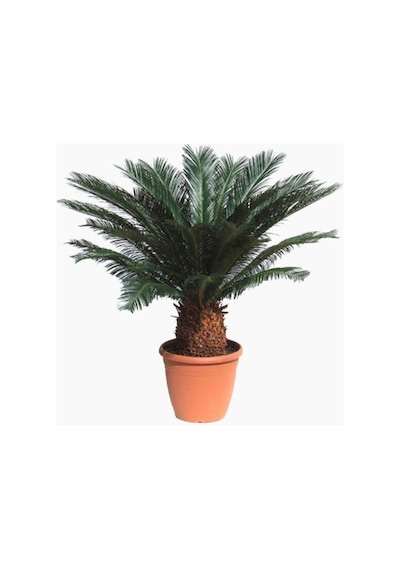 Ithal Nadir Cycas Sikas Revoluta Tohum Süs Ağacı Tohumu 9 Dev Tohum
