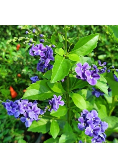 Videolu 1 Adet Ağaç Menekşesi Fidanı Saksılı 65-125cm Japanese Tree Lilac