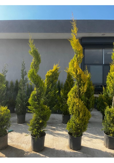 Spiral Limoni Servi