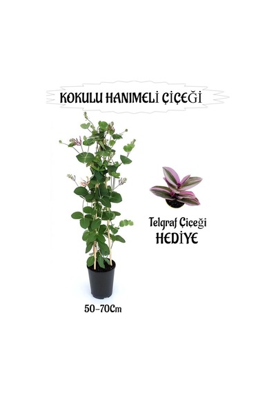 Mis Kokulu Hanımeli Çiçeği 1 Adet+telgraf Çiçeği Hediye Peyzaj Seti