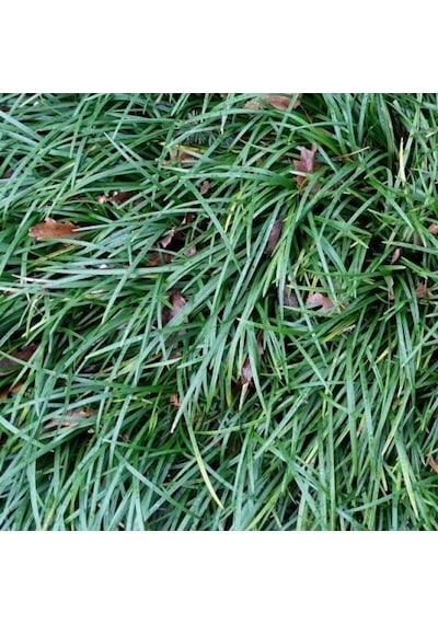 Osmanlı Çimi - Ophiopogon Japonicus - 100 Adet